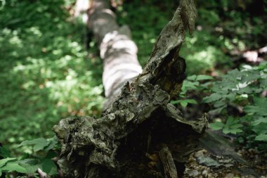 Ormandaki kırık bir ağacın yakın çekimi.