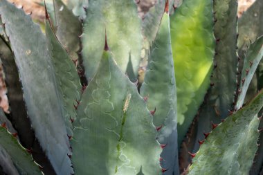 Maximilian Agave fabrikasının Jalisco 'daki alkolik Raicilla' ya yaptığı yakın çekim.