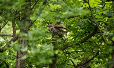 Ormanda uçan bir baykuş.