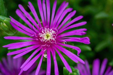 Bulanık yeşil arka planda büyüyen bir Buz Fabrikasının yakın çekimi