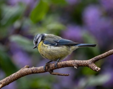 A selective focus shot of a beautiful blue tit perched on a branch in the garden