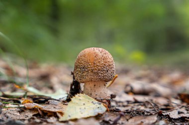 Küçük bir kızartıcı mantarın yakın plan fotoğrafı.