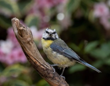 A macro shot of a Eurasian blue tit (Cyanistes caeruleus) perched on the wood