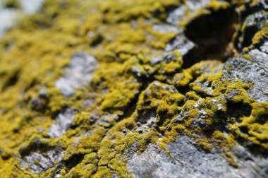 Ormandaki ağaç kabuğundaki yeşil zambakların yakın çekimi.