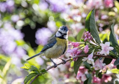 A selective focus shot of an adorable Eurasian blue tit perched on a tree branch against blurred background of a garden
