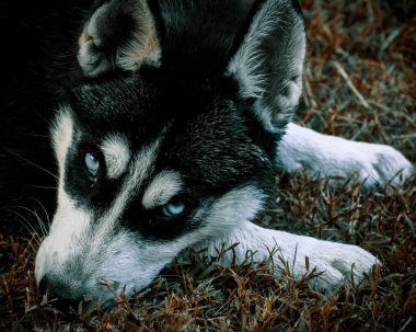 Çimlerin üzerinde uzanan kameraya bakan sevimli bir köpek yavrusunun yakın çekimi.