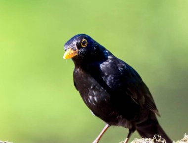 Bulanık yeşil arka planda bir erkek karatavuğun yakın çekimi.