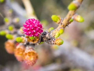 Baharda pembe bir tarlakuşunun yakın çekimi