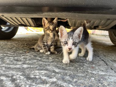 Arabanın altındaki sevimli kedi yavrularının yakın çekimi..