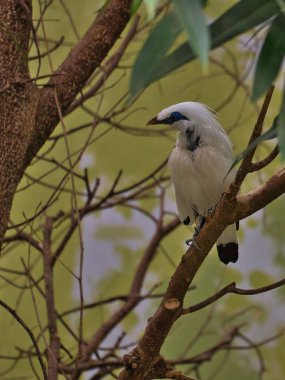 Ormandaki bir ağaç dalında güzel bir Bali Myna 'nın yakın çekimi.