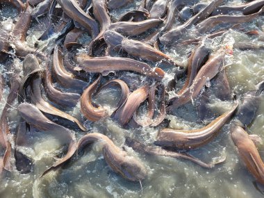 Bir sürü balık balık çiftliği. Tatlı su balık besleme gölet kaldırdı ve ticari pazarlara satılan