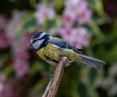 A macro shot of a yellow and blue tiny great tit (Parus major) passerine bird perched on the wood