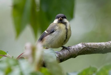 A selective focus shot of a long-tailed tit bird perched on a branch