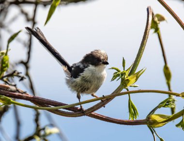 A selective focus shot of a long-tailed tit bird perched on a branch