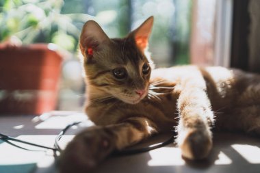 Güneşli bir pencere pervazında iple oynayan sevimli bir kedi yavrusunun yakın çekimi.