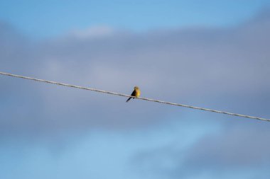 Mavi gökyüzüne karşı bir çizgi üzerinde bir kuş