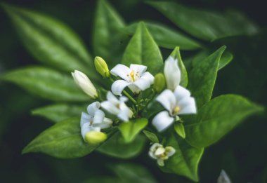Murraya 'nın paniklediği çiçeklerin yakın plan çekimi.