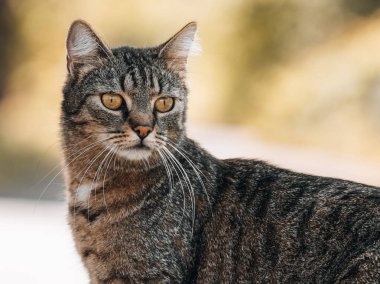 Almanya, Eltville 'de Avrupalı bir kedinin yakın plan çekimi.