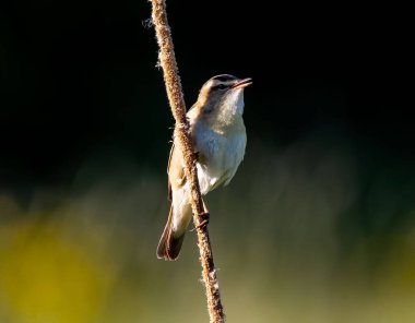 Bir dala konmuş bülbül kuşunun seçici odak noktası.