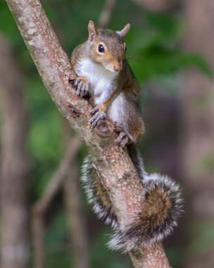 Bulanık bir arka planda, küçük şirin bir Deppe sincabı.