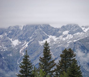 Slovenya, Kamnik-Savinja Alpleri, Büyük Çayırlık Platosu 'ndaki akoniferlerin güzel bir manzarası