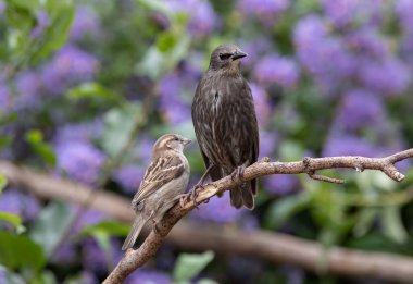 Bir dala tünemiş serçe ve sığırcık (sturnus vulgaris) seçici bir odak atışı