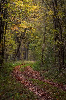 Güneşli bir sonbahar gününde, ormanda dar bir patikanın dikey görüntüsü.