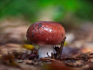 Yağmur damlalarıyla kaplı kırmızı bir Russula cinsi mantarın yakın çekimi
