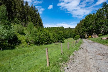 Güneşli bir günde yeşil çimlerin ve ağaçların olduğu bir çayırda manzaralı bir patika.