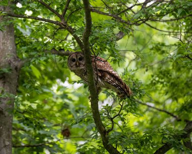 Ormandaki bir dala konmuş güzel bir baykuş manzarası