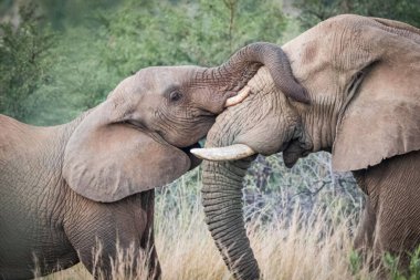 Pilansberg Doğa Koruma Alanı 'nda güzel bir fil görüntüsü.