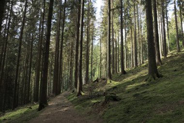 Sauerland, Almanya 'da güneş altında uzun ağaçların olduğu bir ormanda dar bir patika.