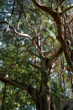 Ağaç dallarının yoğun yeşil yapraklı dikey bir görüntüsü. Avusturalya.