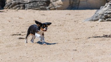 Süvari bir köpek Kral Charles, kumsalda koşan şirin bir köpek yavrusu.