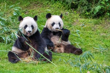 Genç dev panda çimenlerde bambu yiyor, portre