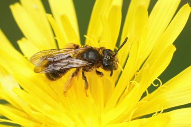 Andrena fulvago, sarı bir Crepis biennis çiçeğinin içinde çayırda oturuyor.