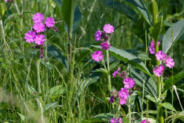 Bir tarlada çiçek açan bir demet mor kamp çiçeği.