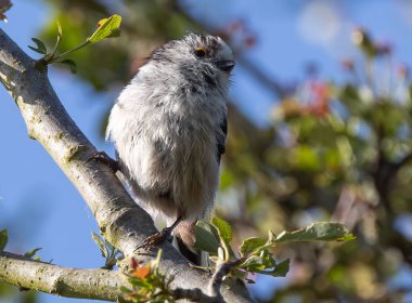 Bir dala tünemiş tüylü bir serçe kuşunun yakın plan çekimi.