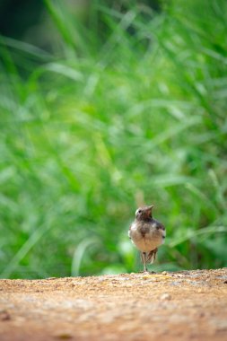 Bulanık bir arkaplanda sallanan bir kuyruğun dikey yakın çekimi..