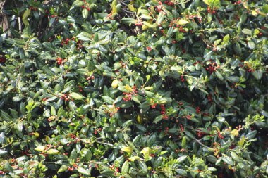 Kırmızı böğürtlenli ve yeşil yapraklı Holly Bush 'un yakın çekimi.