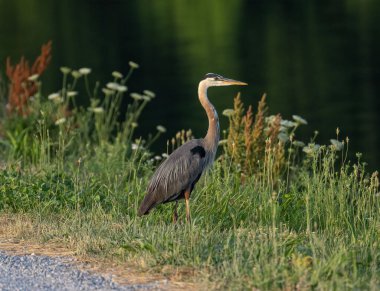 Gri balıkçıl (Ardea cinerea) gölün çimenli kıyısında dururken sığ bir odak noktası görüntüsü