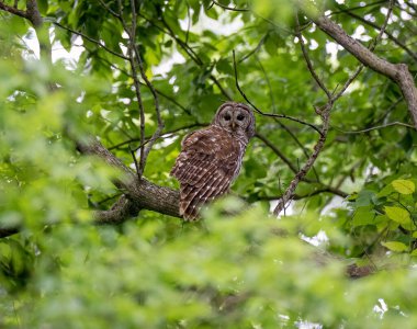 Ormandaki bir dala konmuş güzel bir baykuş manzarası