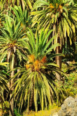 Yazın Tropik Kanarya Yeşil Palmiye Yaprağı Arkaplanı