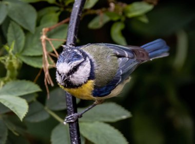 A macro shot of a Eurasian blue tit (Cyanistes caeruleus), a passerine bird perched on the metal stick