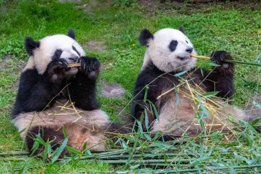 Dev pandalar, ayı pandalar, yavru panda ve annesi bambu yiyor.