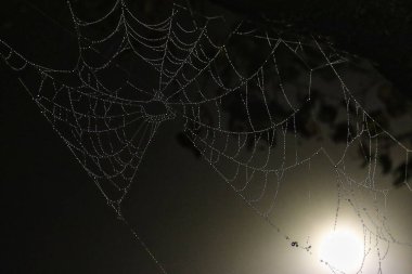 Bulanık arkaplanda bir örümcek ağının yakın plan fotoğrafı.