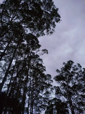 Gökyüzünün arka planında büyüyen ağaçların düşük açılı görüntüsü