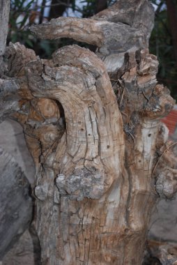 Ormandaki yaşlı bir ağacın dikey yakın çekimi.