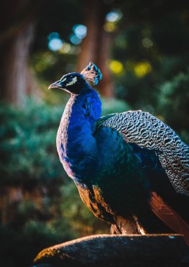 Gün boyunca ormanda bir tavus kuşunun dikey görüntüsü.