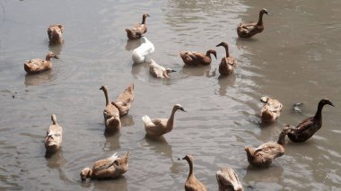 Sığ bir nehirdeki kahverengi ördek ve kaz sürüsünün yüksek açılı görüntüsü.